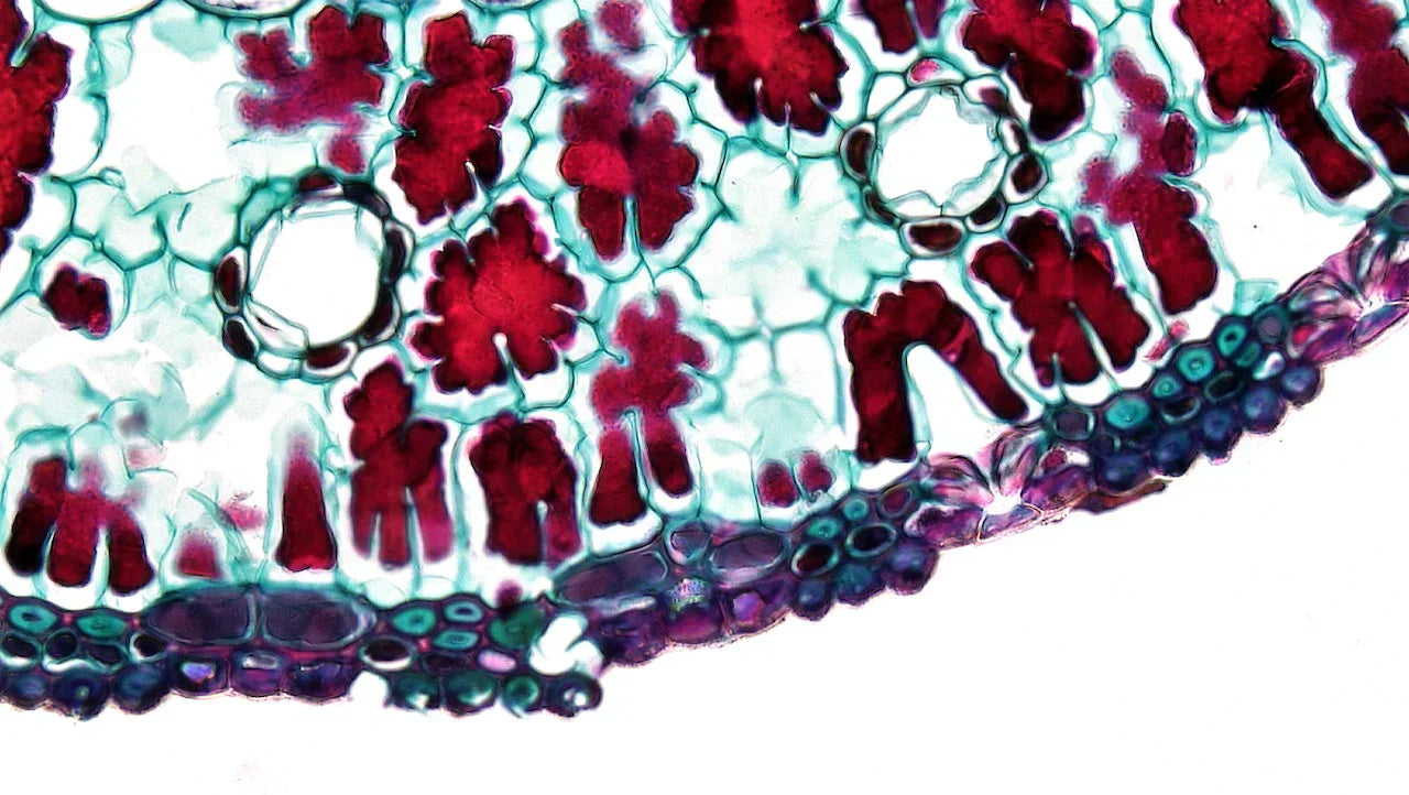 Cold Exposure May Help Starve Cancer Cells