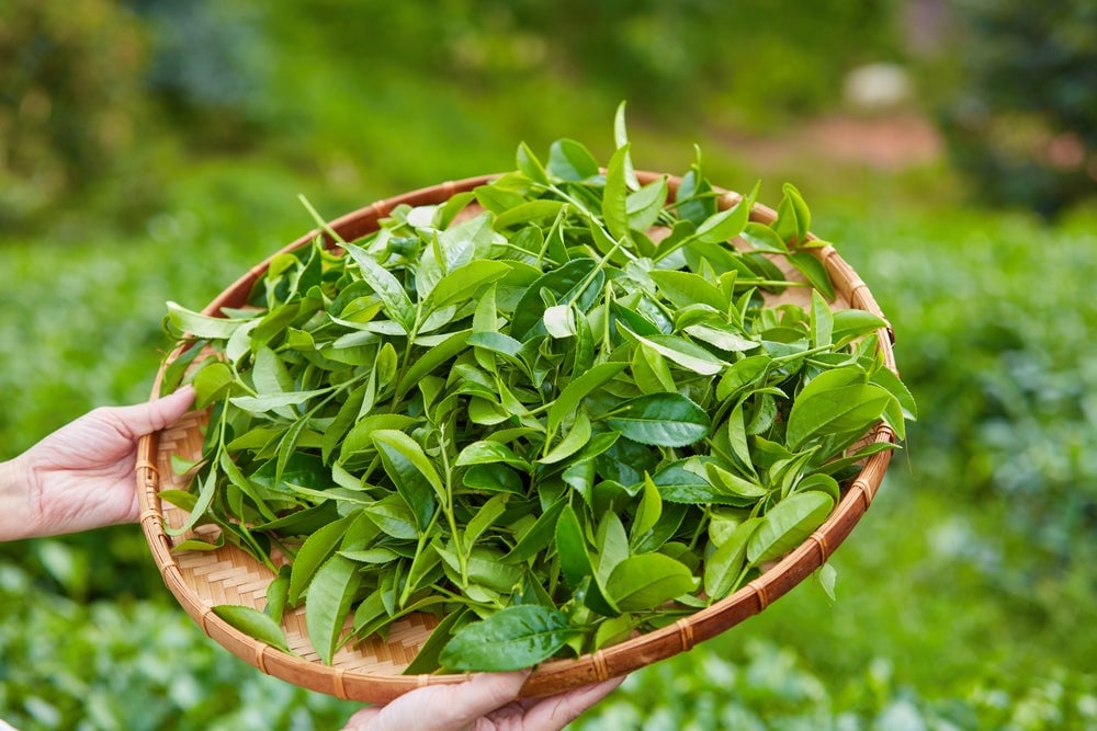 muscle recovery foods