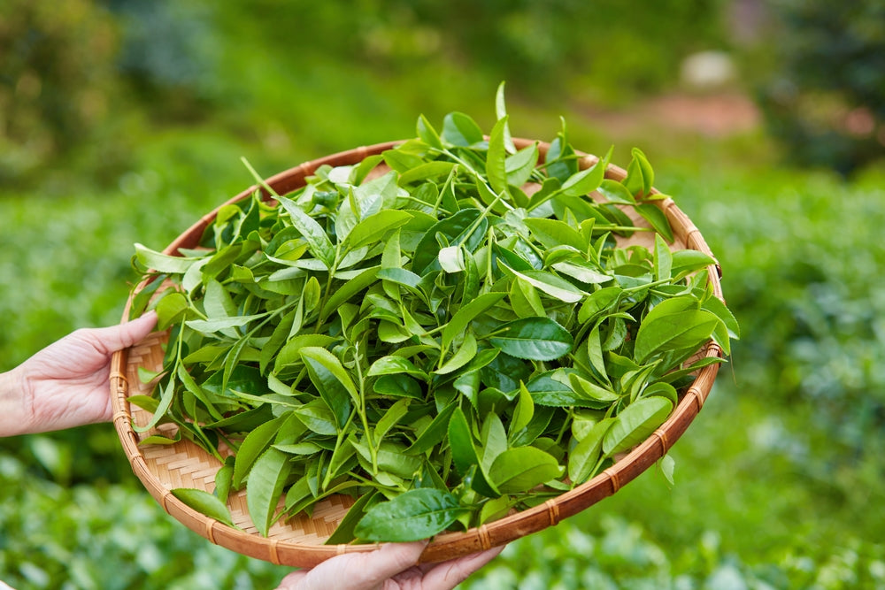 muscle recovery foods